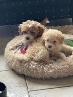 🩷🩵Prachtige maltipoo puppy’s zoeken hun for ever home🩵🩷, Poedel, CDV (hondenziekte), 8 tot 15 weken, Meerdere