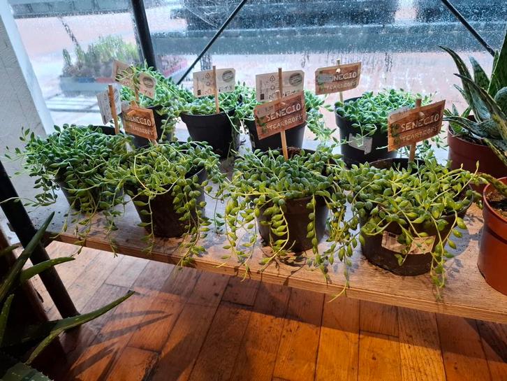 Senecio Teardrops, Huis en Inrichting, Kamerplanten, Vetplant, Minder dan 100 cm, Groene kamerplant, Halfschaduw, In pot, Ophalen of Verzenden