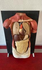 Anatomisch Torso Model - Plaaster, Antiek, Ophalen of Verzenden