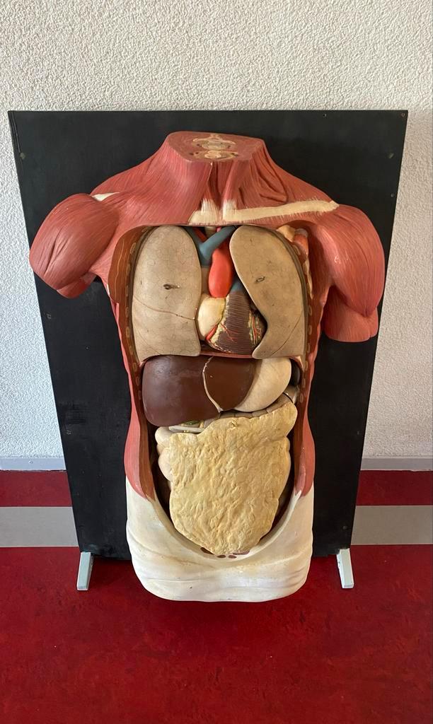 Anatomisch Torso Model - Plaaster, Antiek, Antiek en Kunst, Antiek | Overige Antiek, Ophalen of Verzenden