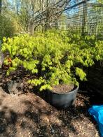 Oude ACERS groen 2x groot, Tuin en Terras, Ophalen, Zomer, Overige soorten, Volle zon