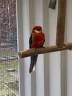 Stanley Rossela parkieten te koop, Dieren en Toebehoren, Vogels | Parkieten en Papegaaien, Mannelijk, Parkiet, Geringd