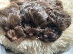 🩷🐾 hele sociale kleine maltipoo puppys choco en abriko🩵🐾, Overige rassen, CDV (hondenziekte), 8 tot 15 weken, Teef