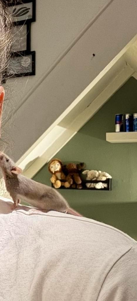 Tamme kleur muizen, Dieren en Toebehoren, Knaagdieren, Vrouwelijk, Muis, Maart, Tam