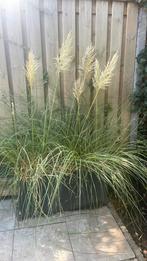 Pampa gras 4 stuks in bak, Tuin en Terras, Ophalen of Verzenden, Siergrassen, Volle zon
