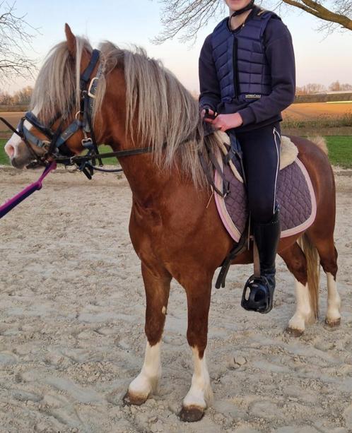 Meerdere Welsh-A pony's, Dieren en Toebehoren, Pony's, Meerdere dieren, Niet van toepassing, B pony (1.17m tot 1.27m), Recreatiepony