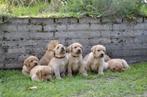 Field Trial Labrador Pups te koop Blond Red Fox, 8 tot 15 weken, Labrador retriever, Meerdere, Meerdere dieren