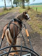Aangeboden: verzorgponys / verzorgpony Goirle, Dieren en Toebehoren, Paarden en Pony's | Overige Paardenspullen, Ophalen, Nieuw