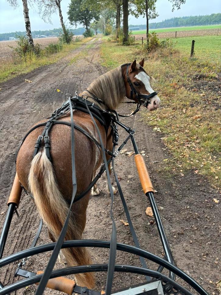 Aangeboden: verzorgponys / verzorgpony Goirle, Dieren en Toebehoren, Paarden en Pony's | Overige Paardenspullen, Nieuw, Overige soorten