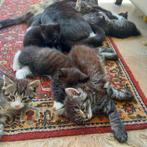 Kittens