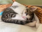 Nog 1 kater kitten zoekt warm thuis!, Dieren en Toebehoren, Katten en Kittens | Overige Katten, Kortharig, 0 tot 2 jaar, Kater