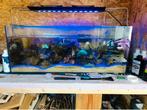 Zeeaquarium te koop compleet, Ophalen, Gebruikt, Gevuld zeewateraquarium