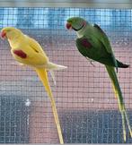 Grote alexanderparkiet split lutino, Dieren en Toebehoren