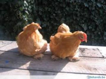 Cochin krielkippen. beschikbaar voor biedingen