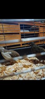 Chinees kwartel koppeltje, Dieren en Toebehoren, Pluimvee