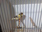 Koppel kanaries, Dieren en Toebehoren, Vogels | Kanaries, Meerdere dieren, Kleurkanarie