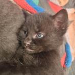 Prachtige  kittens, Dieren en Toebehoren, Katten en Kittens | Overige Katten, Meerdere dieren