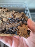 Armadillidium klugii "montenegro" isopods, Overige soorten