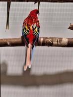 Pracht rosella rood opaline split golden kans rubino