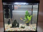 Aquarium met leuke visjes, Ophalen, Zo goed als nieuw, Leeg aquarium