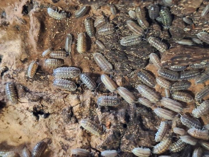 Armadillidium Versicolor isopods, Dieren en Toebehoren, Insecten en Spinnen, Overige soorten