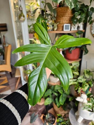 Philodendron Florida ghost stek | kamerplant beschikbaar voor biedingen