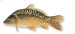 Spiegelkarper 8a 10 cm, Karper of Koi