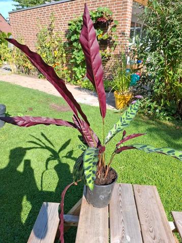 Calathea stek  beschikbaar voor biedingen
