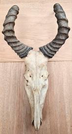 Grote schedel + hoorns harte(n)beest uit Afrika, Ophalen, Wild dier, Schedel