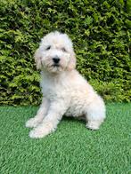 Zeer mooie speelse goldendoodle F2 pups., Dieren en Toebehoren, Honden | Retrievers, Spaniëls en Waterhonden, Overige rassen, CDV (hondenziekte)
