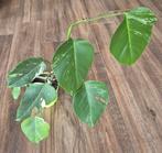Monstera deliciosa albo variegata, Ophalen of Verzenden, Overige soorten, Minder dan 100 cm