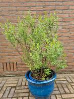 Heerlijk geurende wilde gagel!, Ophalen of Verzenden, Lente, Vaste plant, Overige soorten