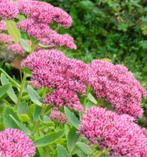 Sedum spectabile | roze hemelsleutel | bio, Volle zon, Vaste plant, Zomer, Ophalen