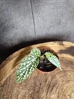 Stippenbegonia, Ophalen of Verzenden, Overige soorten, Minder dan 100 cm