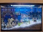 aquariumvissen, Dieren en Toebehoren