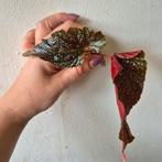 begonia benigo pink, Huis en Inrichting, Kamerplanten, Ophalen of Verzenden, Overige soorten, Minder dan 100 cm
