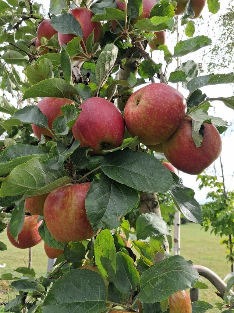 Appelboom 'Rode Boskoop' oude laagstam karakteristieke fruit, Lente, Volle zon, In pot, Ophalen of Verzenden