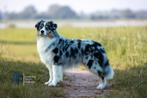 Volledig geteste Australian Shepherd  Dek reu met FCI stam, Nederland, Rabiës (hondsdolheid), Reu, Meerdere
