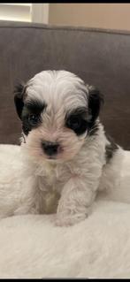 Boomer pups (Shih tzu/Maltezer) teefjes!🩷🐶🐾, Dieren en Toebehoren, Honden | Niet-rashonden, CDV (hondenziekte), Meerdere, Klein