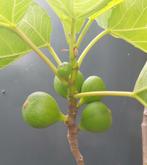 Black Madeira (gewortelde stek), Tuin en Terras, Ophalen, Minder dan 100 cm, Volle zon, In pot