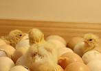 Poule de Bresse nog 13 kuikens beschikbaar, Meerdere dieren, Kip