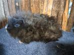Lunkarya zeugjes, Cavia, Juni, Vrouwelijk, Tam