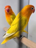 Prachtig bewezen koppel agapornis fisheri opaline dilute, Meerdere dieren, Dwergpapegaai of Agapornis, Geringd