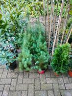 PINUS STRUIKEN, Ophalen, Zomer, Overige soorten, Volle zon
