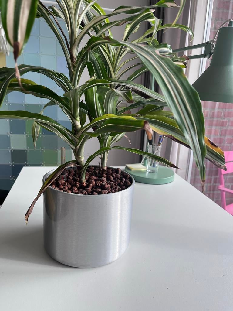 Dracaena in aluminium pot, Overige soorten, In pot, Minder dan 100 cm, Groene kamerplant