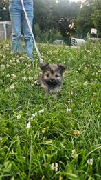 Langharige chihuahua/boomer pup te koop, Dieren en Toebehoren, Reu, 8 tot 15 weken, CDV (hondenziekte), Eén hond