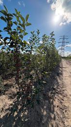 Sierappel struiken | Meerstammig in soorten, Ophalen of Verzenden, Lente, Volle zon, Overige soorten