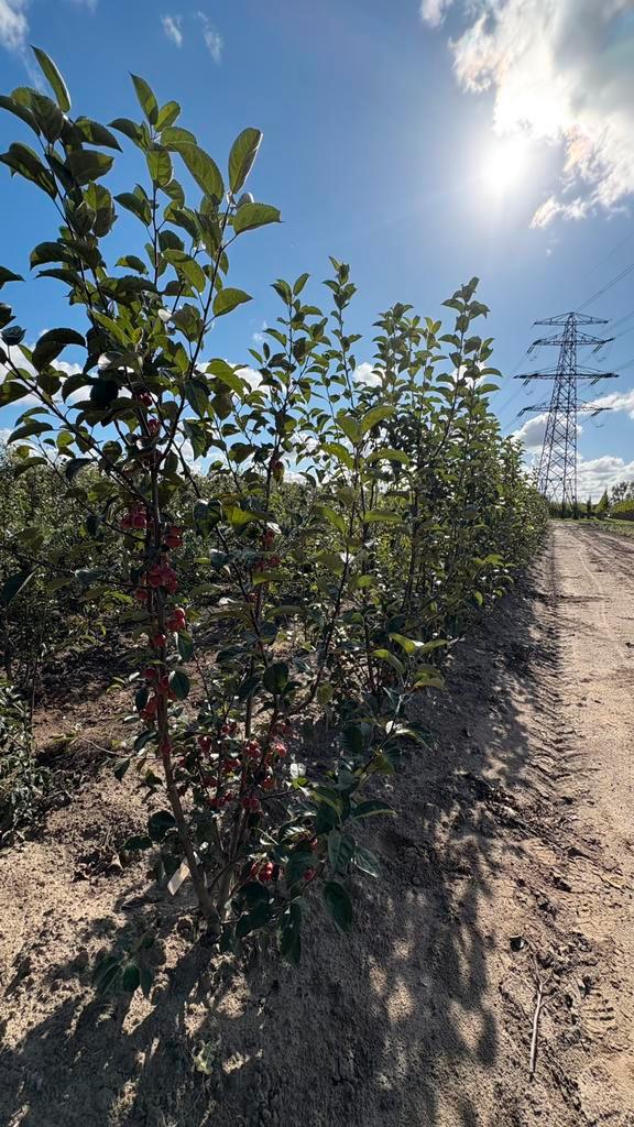 Sierappel struiken | Meerstammig in soorten, Tuin en Terras, Planten | Bomen, Overige soorten, Volle zon, Lente, Ophalen of Verzenden