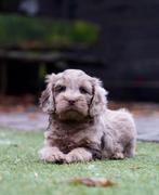 Cockapoo pups | Teefjes | Cocker Spaniel x Dwergpoedel, Nederland, CDV (hondenziekte), 8 tot 15 weken, Meerdere