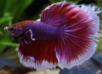 Betta man - Verschillende soorten - Koidream Valburg, Dieren en Toebehoren, Vissen | Aquariumvissen, Vis